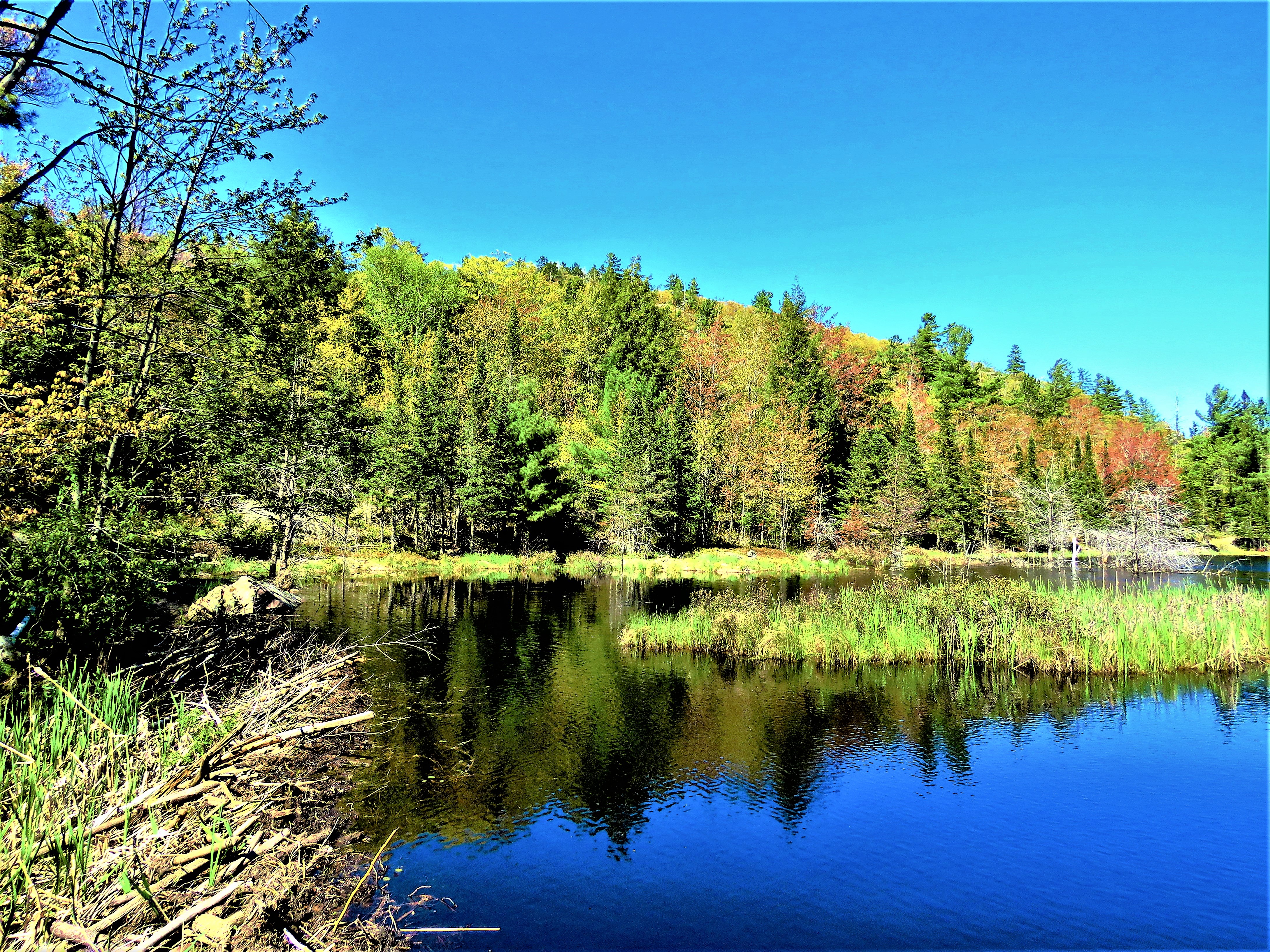 View of Beaver Pond
