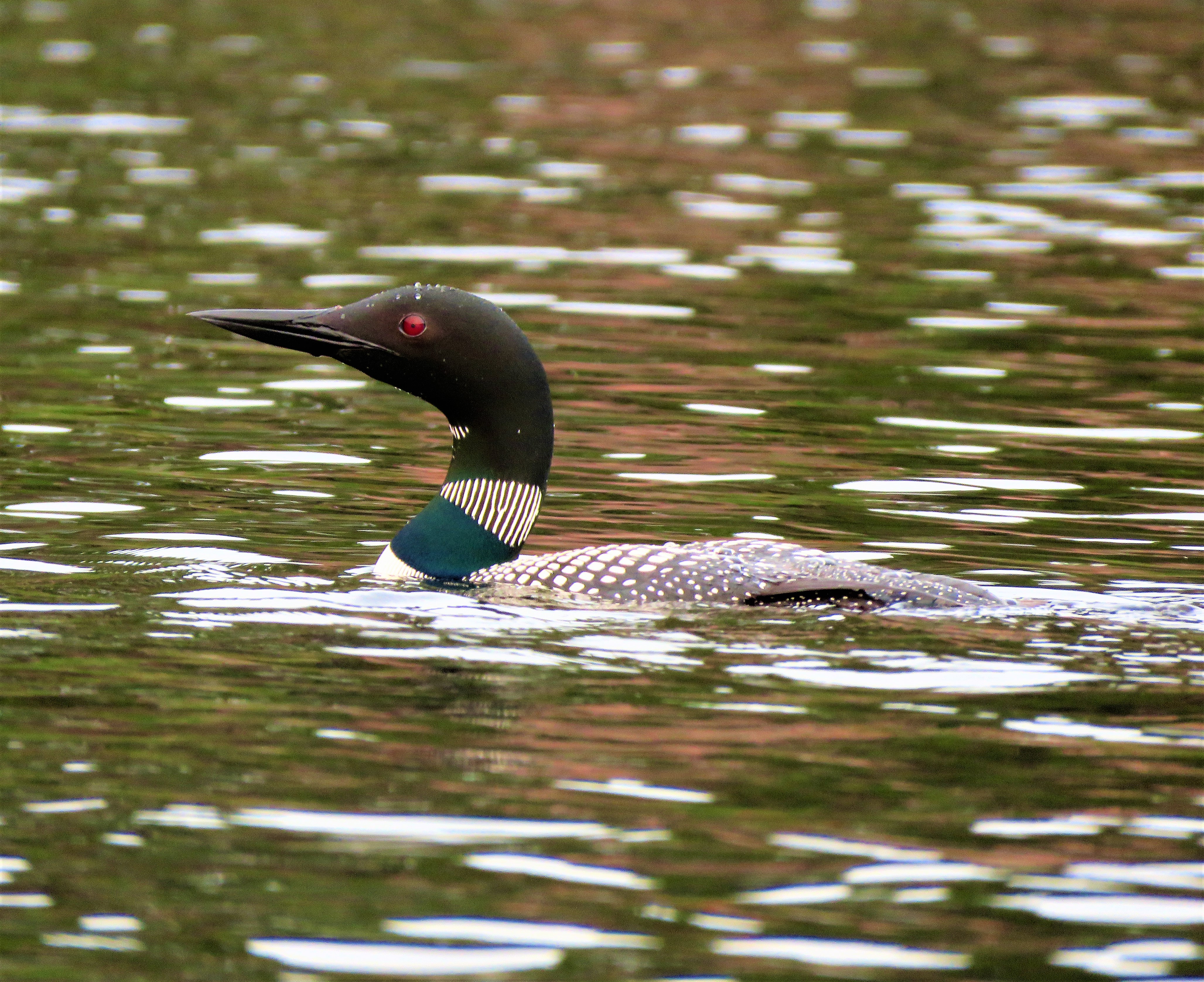 Picture of a Loon